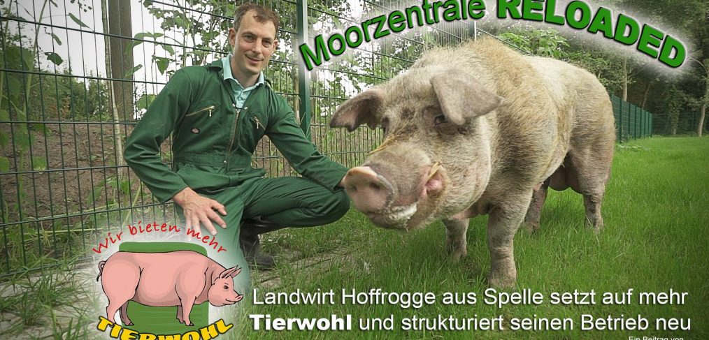 Dokumentation über Schweinehaltung mit mehr Tierwohl auf dem Hof Hoffrogge Moorzentrale in Spelle, Emsland, Niedersachsen, Sauenhaltung, Abferkeln,